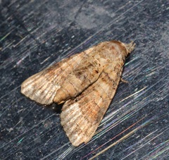 Chlumetia transversa