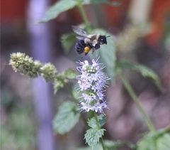 Bombus impatiens