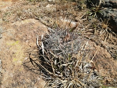 Echinofossulocactus ochoterenaus