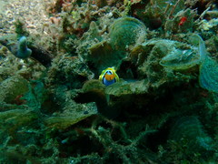 Chromodoris annae