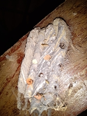 Trypoxylon albitarse