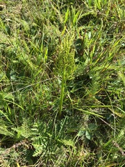 Sceptridium multifidum