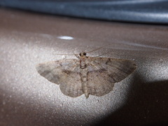 Psilalcis galsworthyi