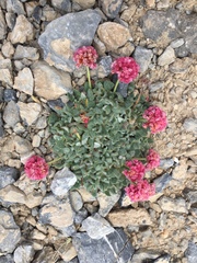 Eriogonum holmgrenii