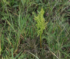 Sceptridium multifidum