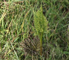 Sceptridium multifidum