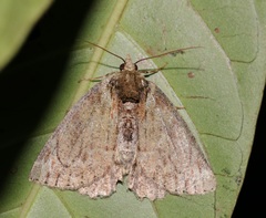 Dindica olivacea