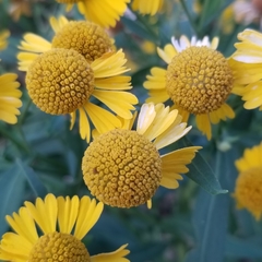 Helenium autumnale