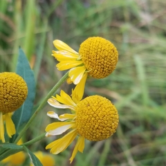 Helenium autumnale