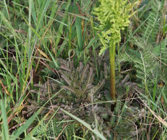 Sceptridium multifidum