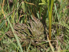 Sceptridium multifidum