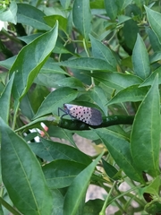 Lycorma delicatula
