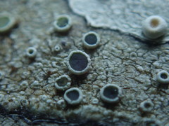 Lecanora pacifica