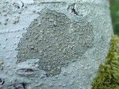 Lecanora pacifica