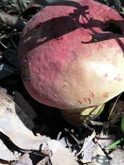 Boletus roodyi