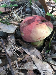 Boletus roodyi