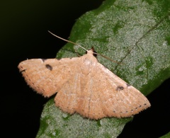 Corgatha trichogyia