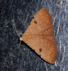 Corgatha trichogyia