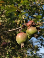 Malus