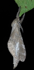 Pseudodalaca