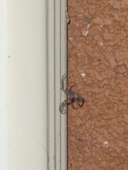 Araneoidea