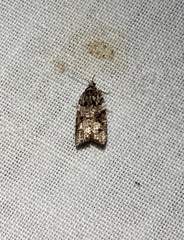 Acleris variana