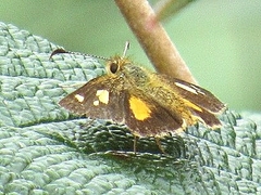 Dalla