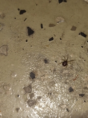 Steatoda triangulosa