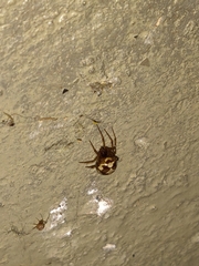 Steatoda triangulosa