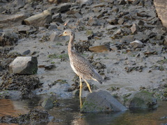 Nyctanassa violacea