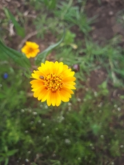 Tridax trilobata