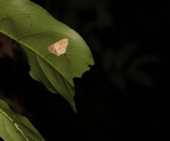 Perixera decretarioides