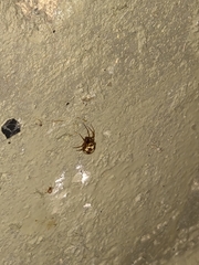 Steatoda triangulosa