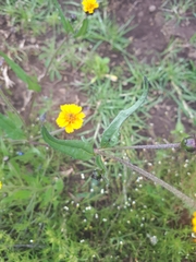 Tridax trilobata
