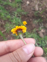 Tridax trilobata