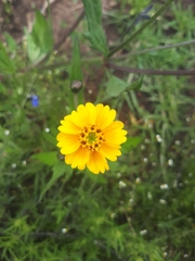 Tridax trilobata