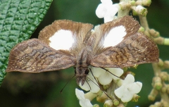 Theagenes albiplaga