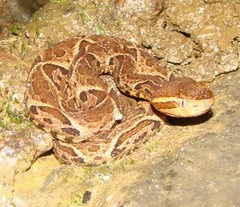 Bothrops jararacussu