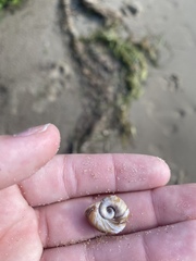 Planorbarius corneus