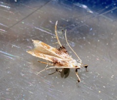Ashibusa