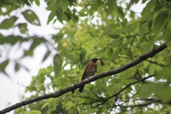 Turdus migratorius migratorius