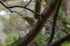 Setophaga castanea