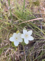 Parnassia