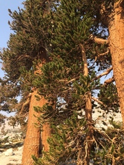 Pinus balfouriana austrina