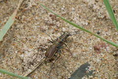 Callytron nivicinctum