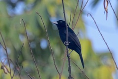 Tachyphonus phoenicius