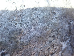 Circinaria caesiocinerea