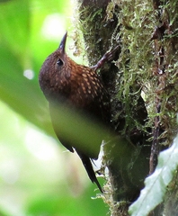 Premnoplex brunnescens