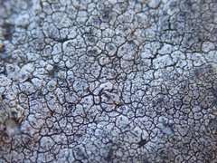 Circinaria caesiocinerea