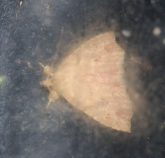 Olulis puncticinctalis